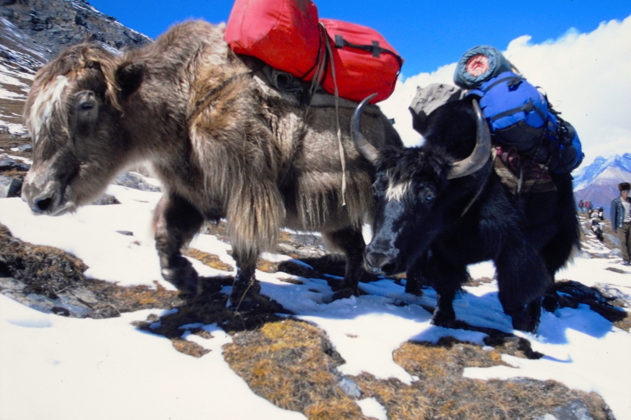 Nepal Animals