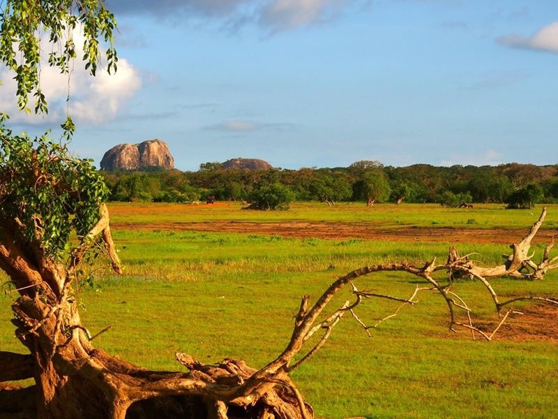 Sri-Lanka-2016-grass