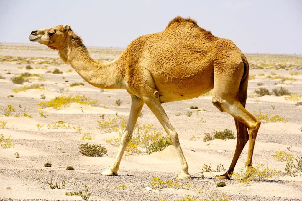 Camel in Omani, Oman