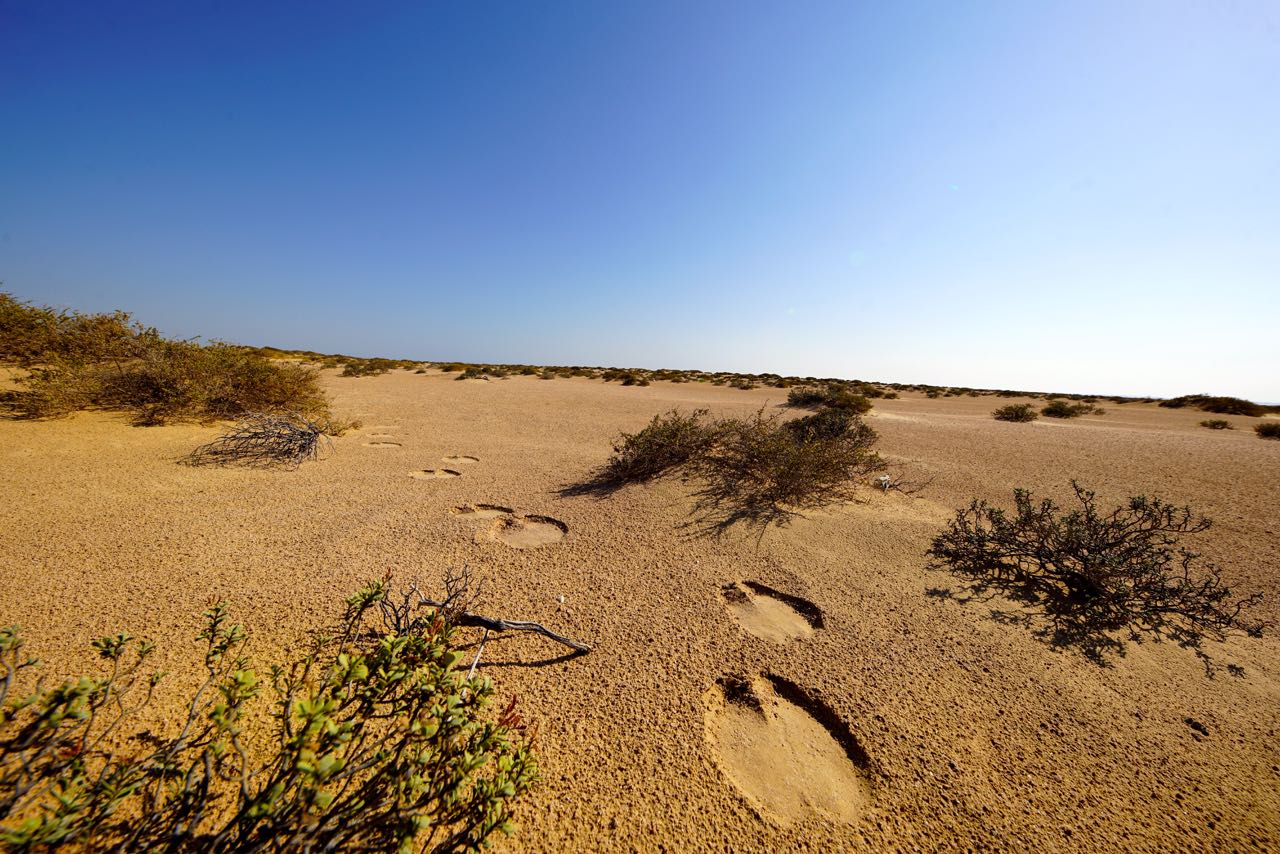 Footprints in the desert in oman