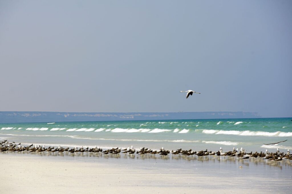 The beach in the Ad Duqm Area