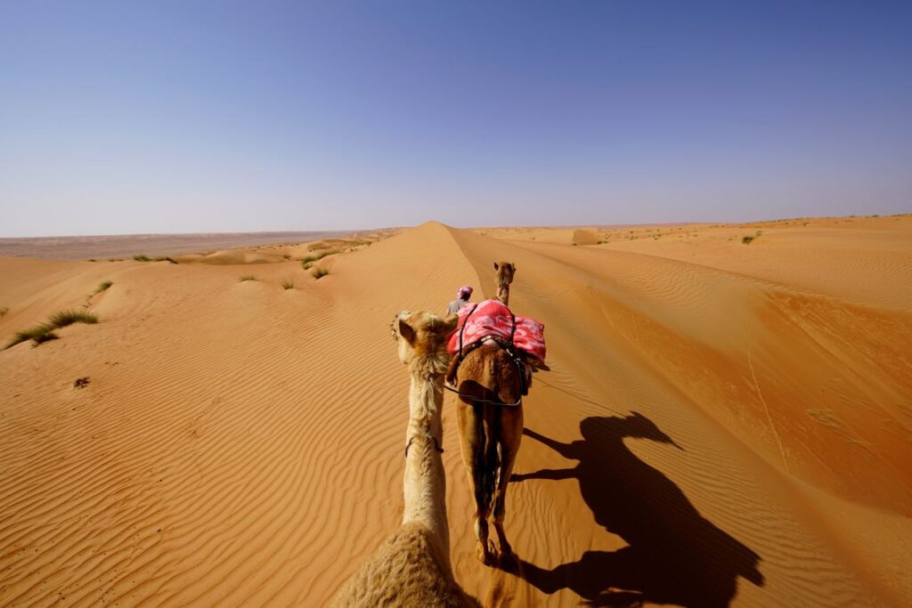 dromedary riding in oman