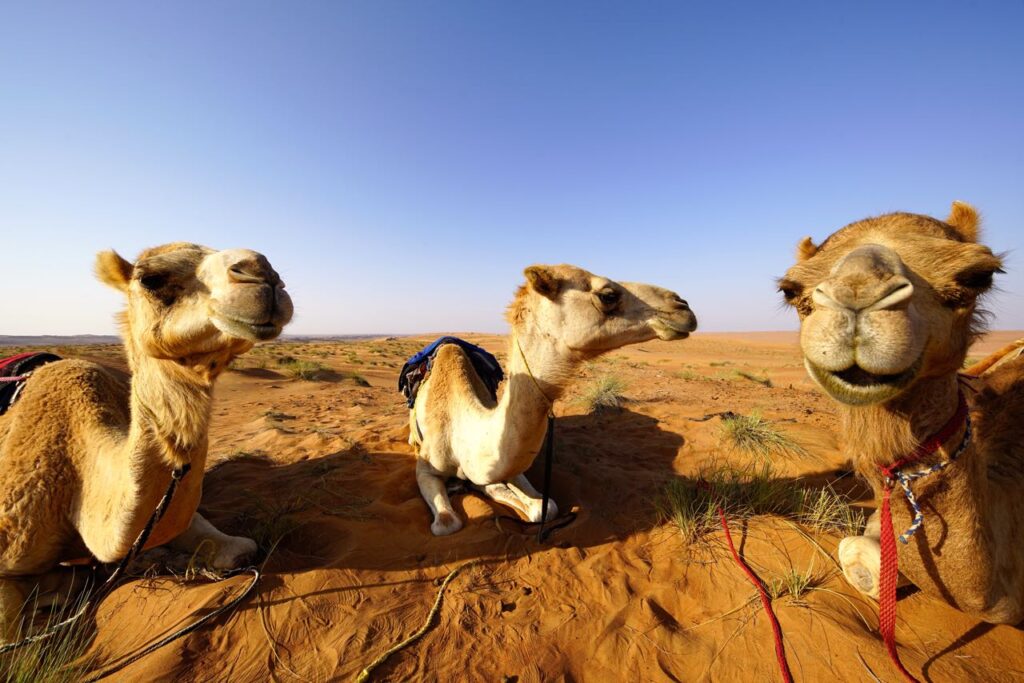 dromedary in oman